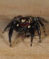 Eresus lamiae - Vampire Spider
